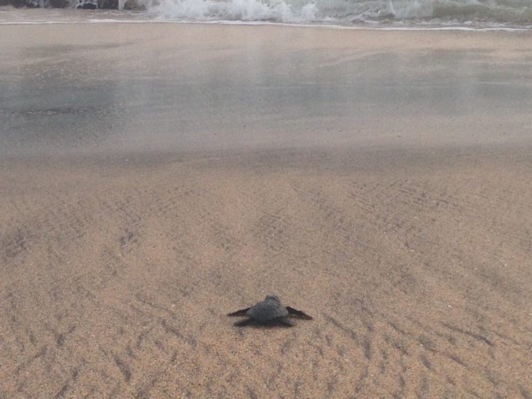 Sea Turtles in Florida