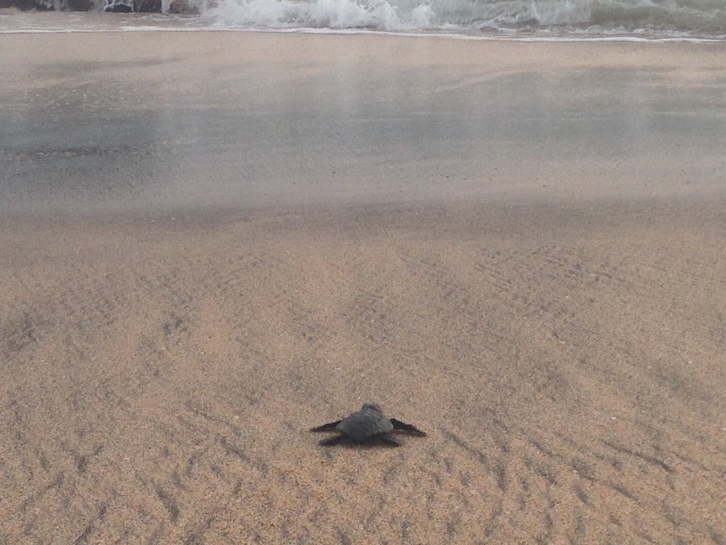 Baby sea turtle hatchling in florida